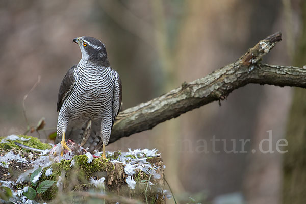 Habicht (Accipiter gentilis)