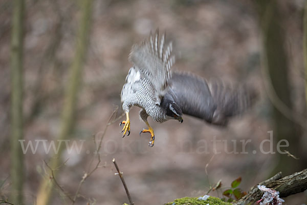 Habicht (Accipiter gentilis)