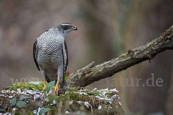 Habicht (Accipiter gentilis)