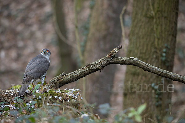Habicht (Accipiter gentilis)