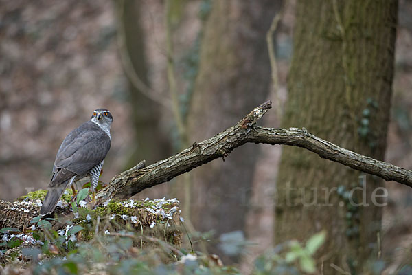 Habicht (Accipiter gentilis)