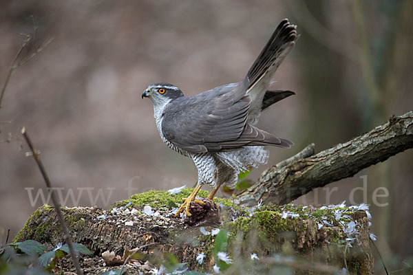 Habicht (Accipiter gentilis)