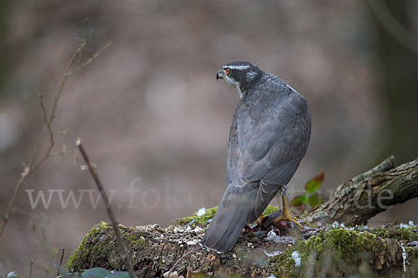 Habicht (Accipiter gentilis)