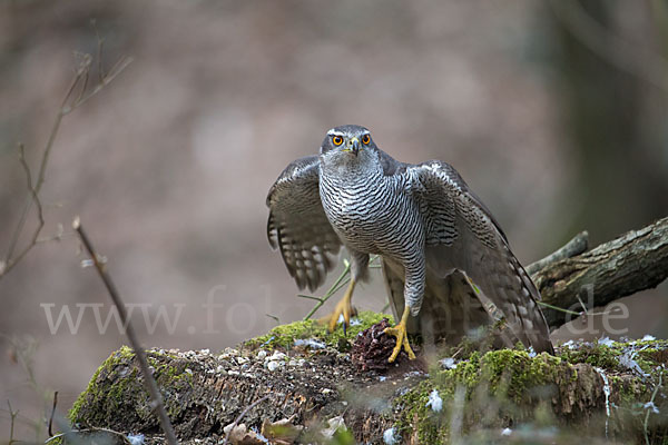 Habicht (Accipiter gentilis)