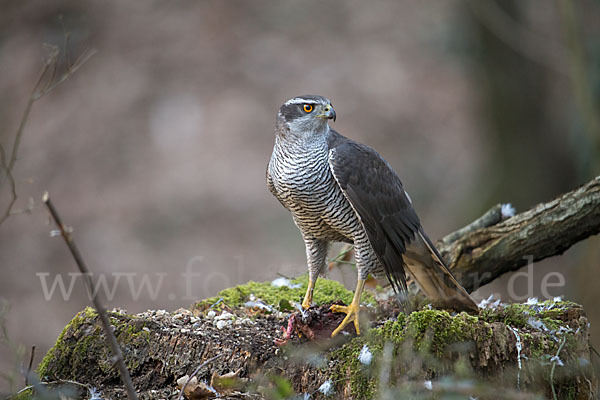 Habicht (Accipiter gentilis)