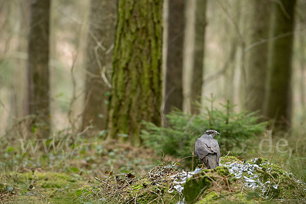 Habicht (Accipiter gentilis)