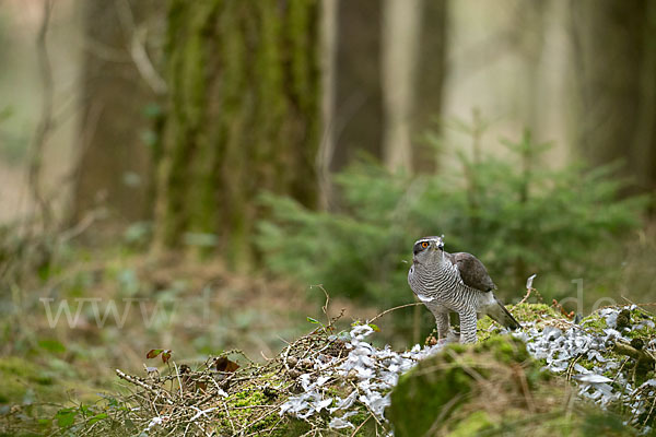 Habicht (Accipiter gentilis)