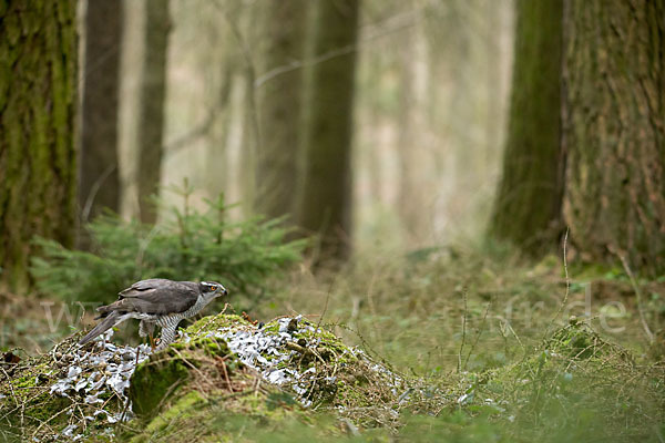 Habicht (Accipiter gentilis)