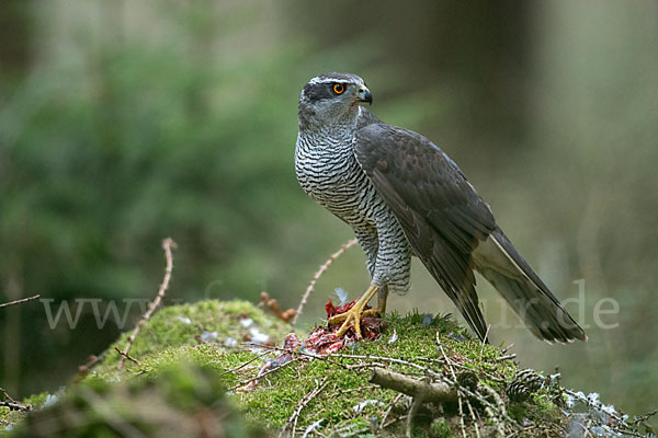 Habicht (Accipiter gentilis)