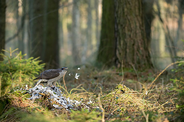 Habicht (Accipiter gentilis)