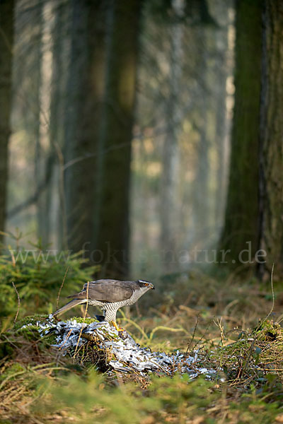 Habicht (Accipiter gentilis)