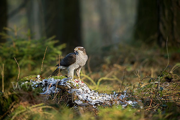 Habicht (Accipiter gentilis)