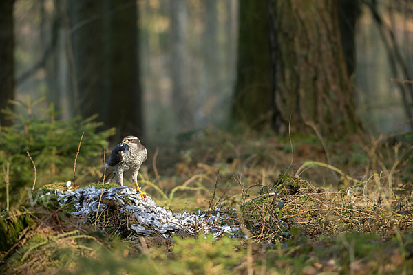 Habicht (Accipiter gentilis)