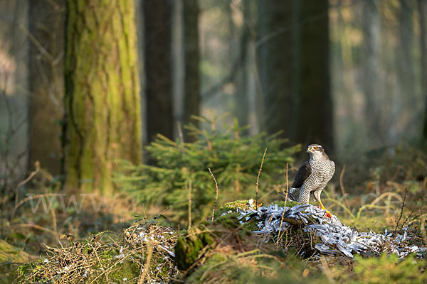 Habicht (Accipiter gentilis)