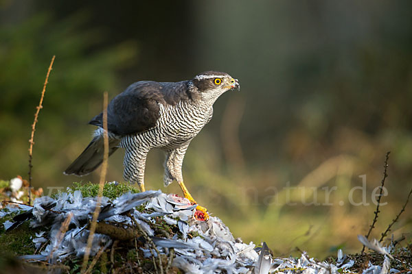 Habicht (Accipiter gentilis)