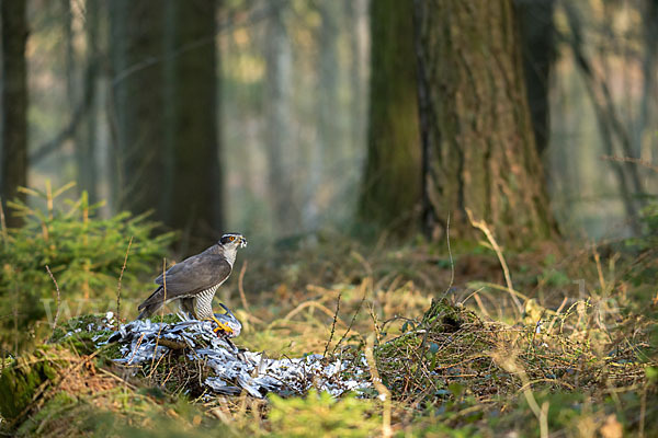 Habicht (Accipiter gentilis)