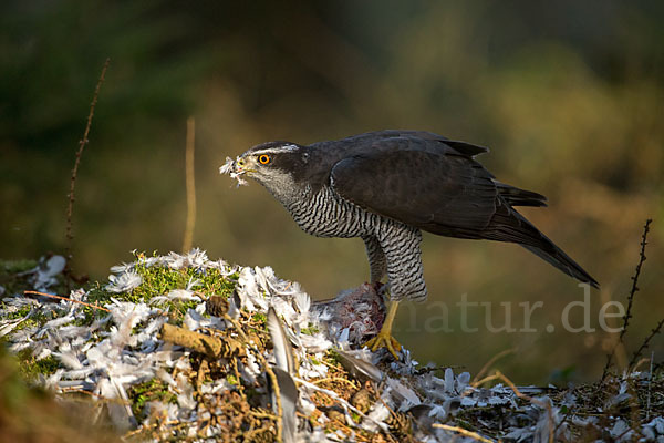 Habicht (Accipiter gentilis)