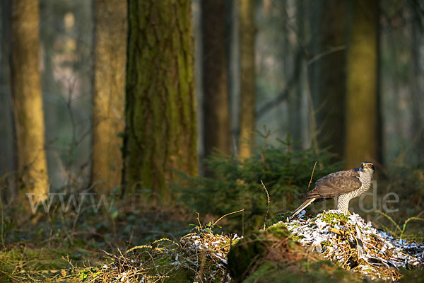 Habicht (Accipiter gentilis)