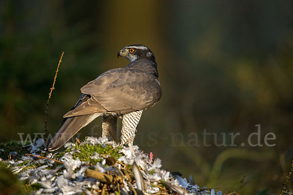 Habicht (Accipiter gentilis)