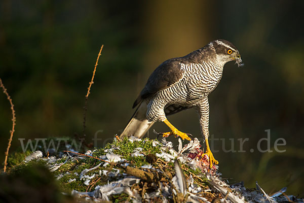 Habicht (Accipiter gentilis)