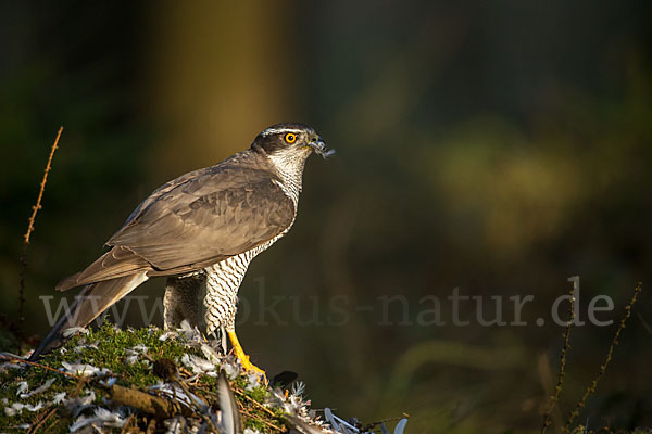 Habicht (Accipiter gentilis)