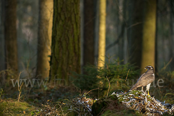 Habicht (Accipiter gentilis)