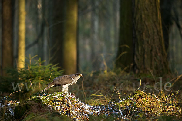 Habicht (Accipiter gentilis)