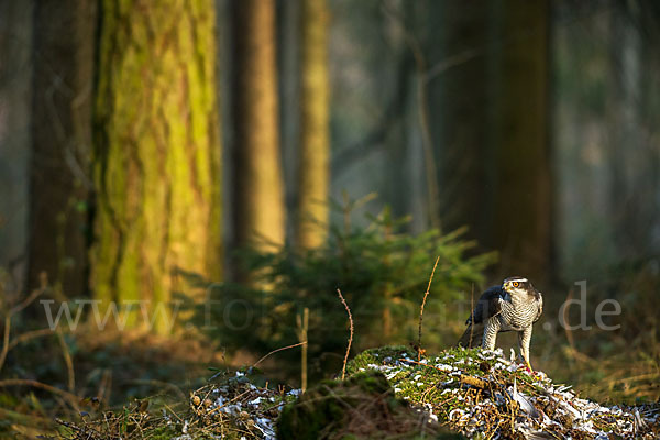 Habicht (Accipiter gentilis)