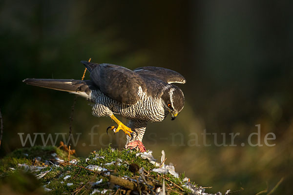 Habicht (Accipiter gentilis)