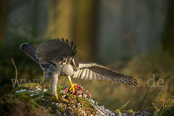 Habicht (Accipiter gentilis)