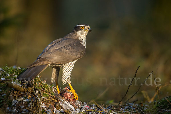 Habicht (Accipiter gentilis)