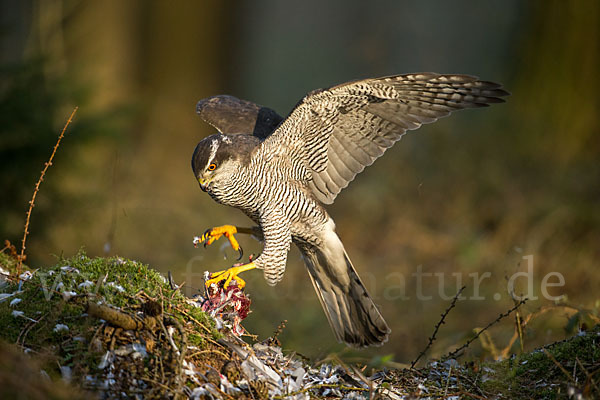 Habicht (Accipiter gentilis)