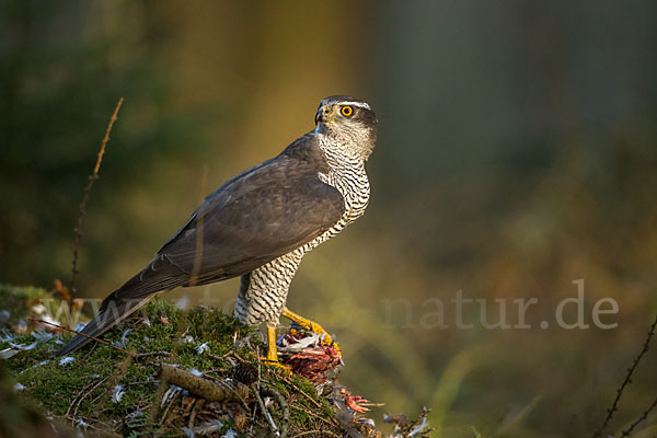 Habicht (Accipiter gentilis)