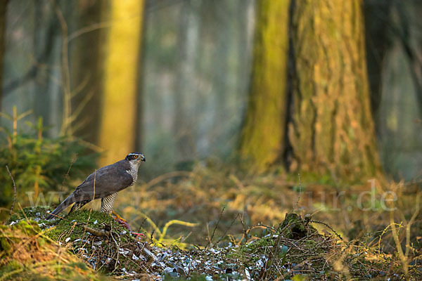 Habicht (Accipiter gentilis)