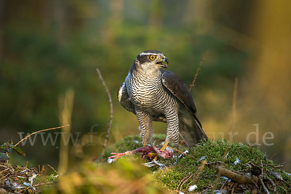 Habicht (Accipiter gentilis)