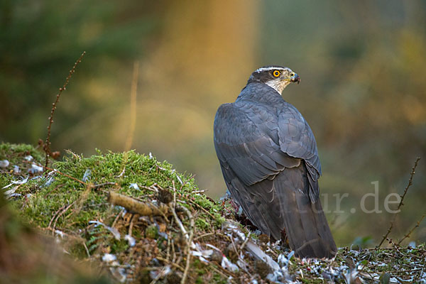 Habicht (Accipiter gentilis)