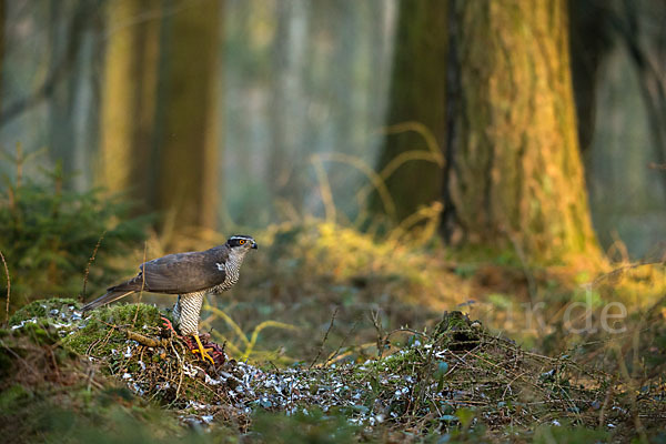 Habicht (Accipiter gentilis)