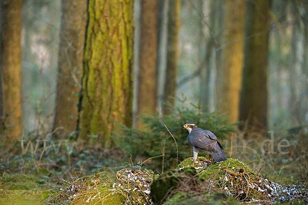 Habicht (Accipiter gentilis)