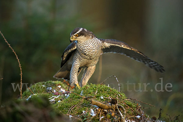 Habicht (Accipiter gentilis)