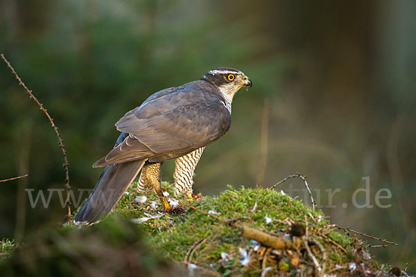 Habicht (Accipiter gentilis)