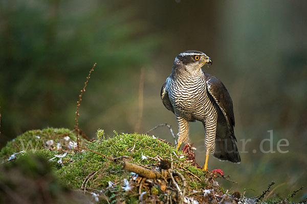 Habicht (Accipiter gentilis)