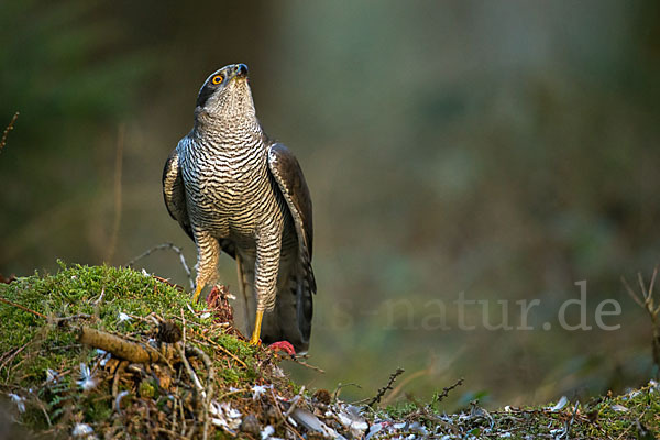 Habicht (Accipiter gentilis)