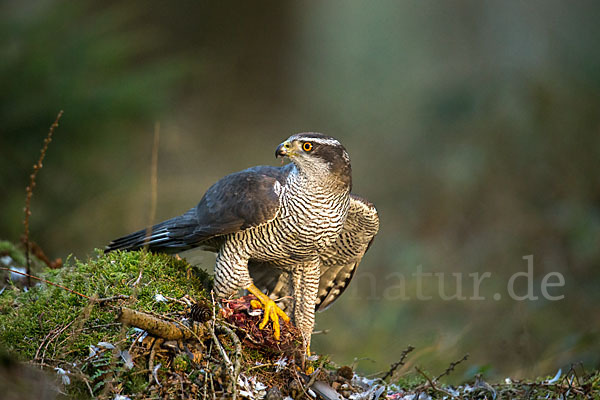 Habicht (Accipiter gentilis)