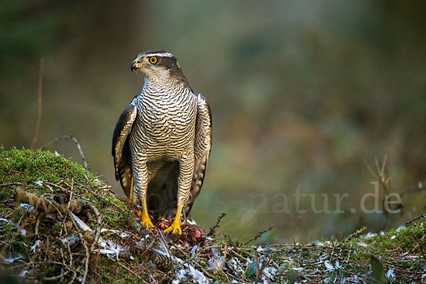 Habicht (Accipiter gentilis)