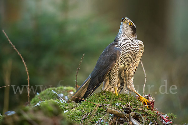 Habicht (Accipiter gentilis)