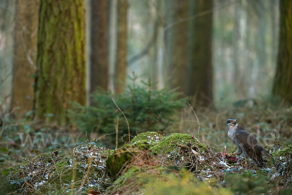 Habicht (Accipiter gentilis)