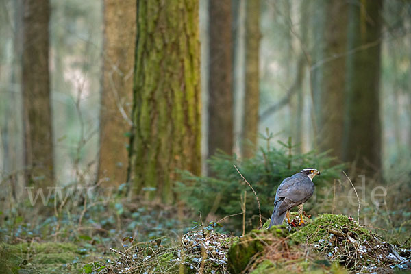 Habicht (Accipiter gentilis)