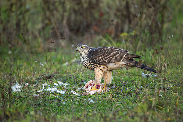 Habicht (Accipiter gentilis)