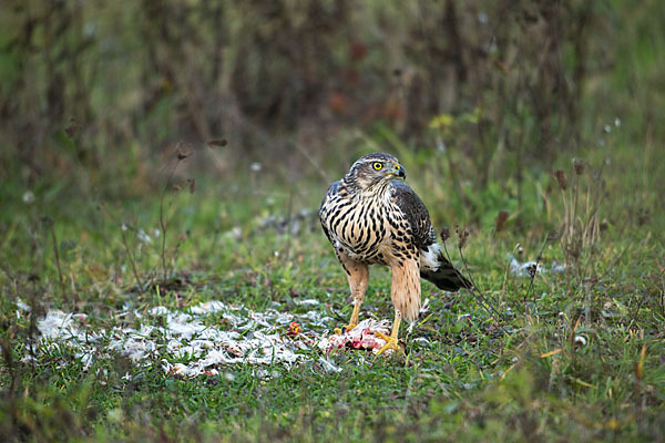 Habicht (Accipiter gentilis)