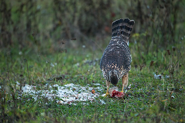 Habicht (Accipiter gentilis)